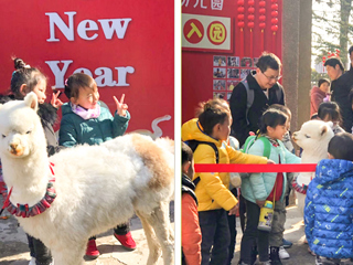 安博在线(中国)唯一官方网站幼儿园开展“我和羊驼交朋友”亲近自然互动体验活动