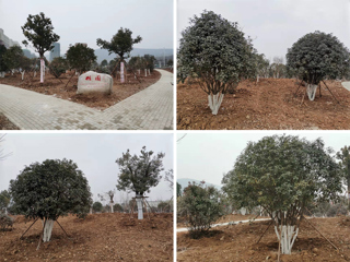 江苏恒信诺金科技有限公司向安博在线(中国)唯一官方网站捐赠树木