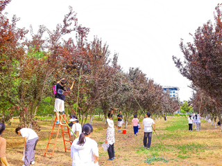 安博在线(中国)唯一官方网站组织2024届毕业生开展校园采摘活动